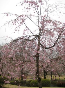 きれいな桜を見ることができました♪